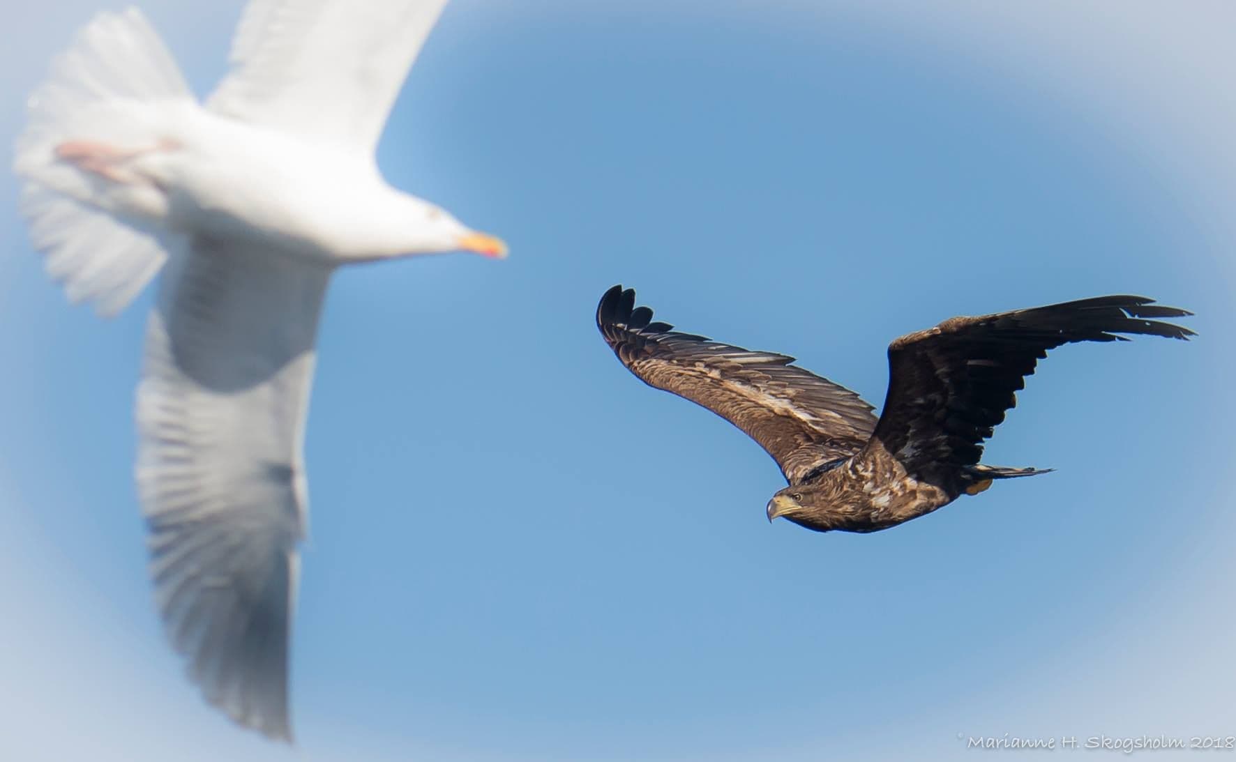 Naturopplevelser - Fotosafari